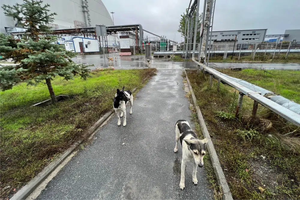 Dogs of Chernobyl teach tricks on survival