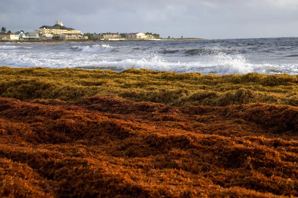 A 5,000-mile seaweed belt is headed toward Florida