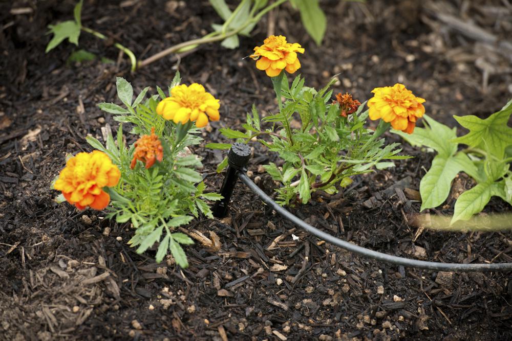 Tips for growing a healthy garden during drought