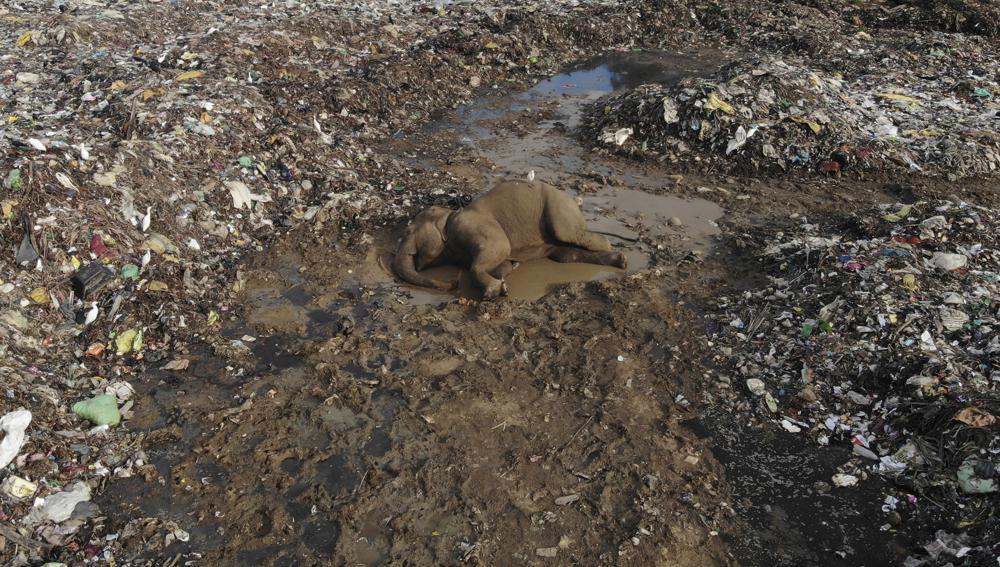 Elephants dying from eating plastic waste in Sri Lanka’s dump