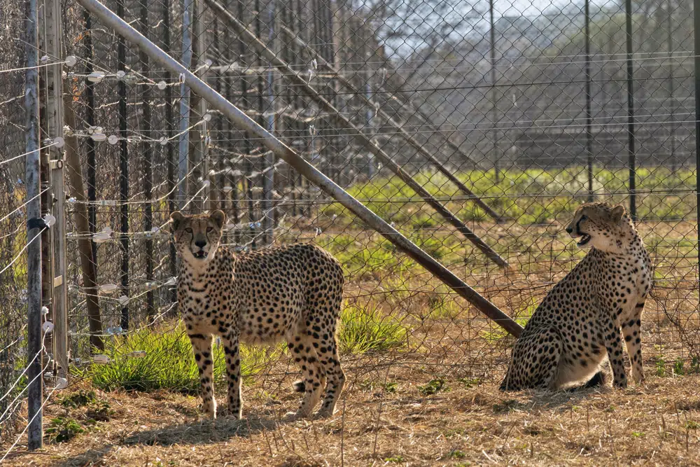 3 cheetah cubs die from excess heat in India