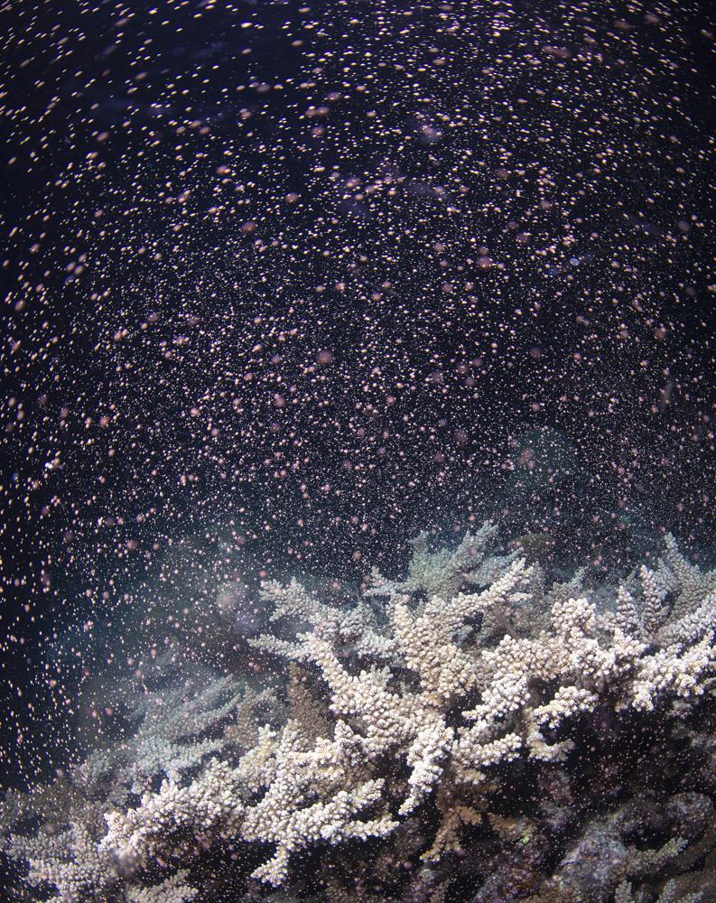 Australia’s Barrier Reef erupts in color as corals spawn