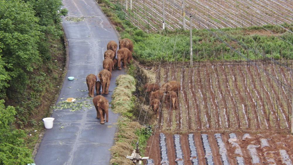 China’s wandering elephants becoming international stars