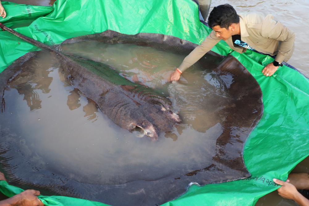 World’s largest recorded freshwater fish