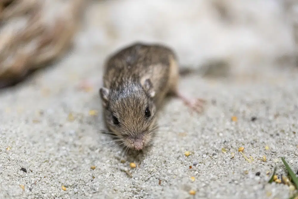 Tiny California mouse wins Guinness award