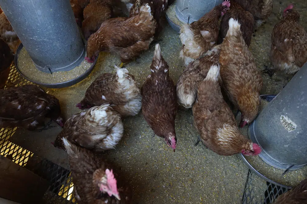 Bird flu costs pile up as outbreak enters second year