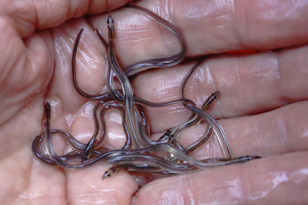 Baby eels remain one of the most valuable fish