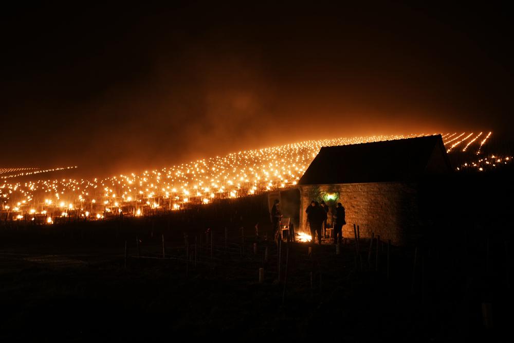 Late frost ices over French vineyards, threatens fruit