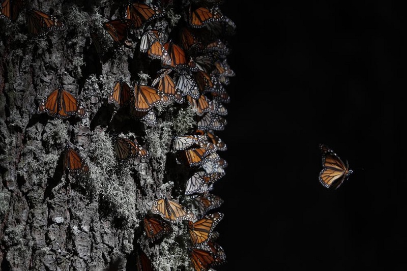 Monarch butterflies return to Mexico