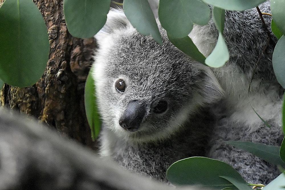 Australia declares Koala endangered