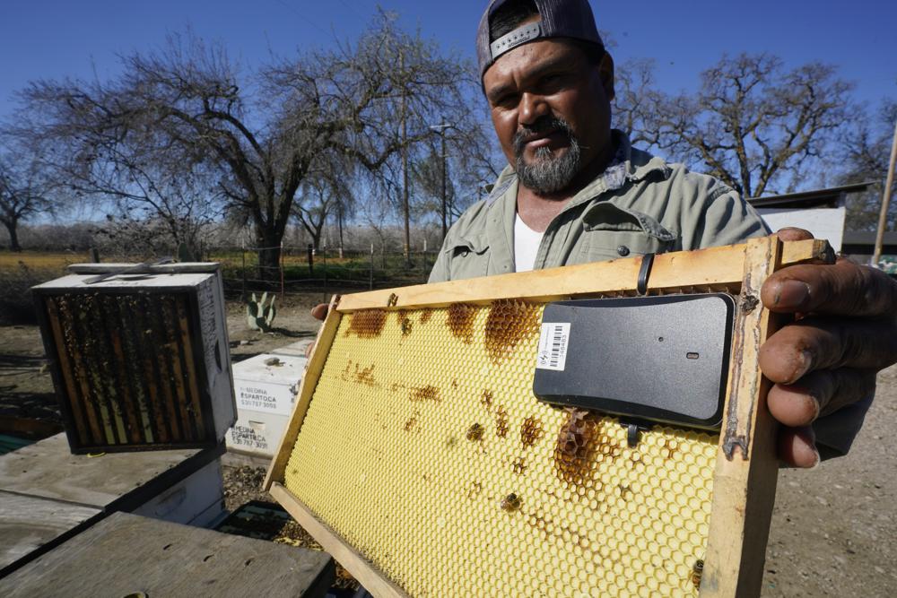 Beekeepers using tracking devices to protect precious hives