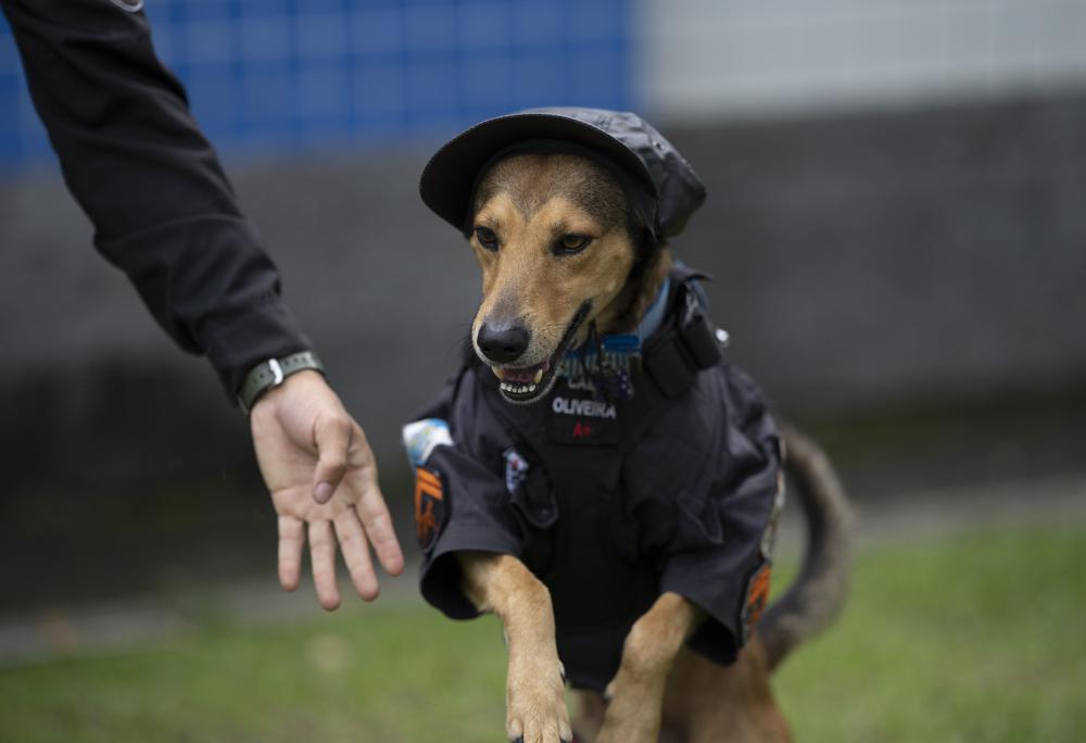 In Rio, rescue dogs watch out for their rescuers