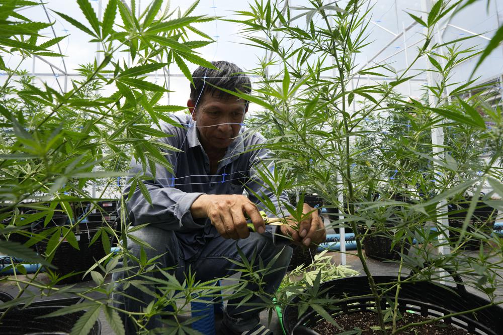 Thailand makes marijuana legal