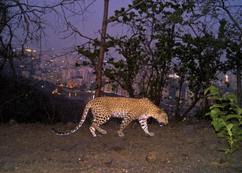 Big cats in urban jungle