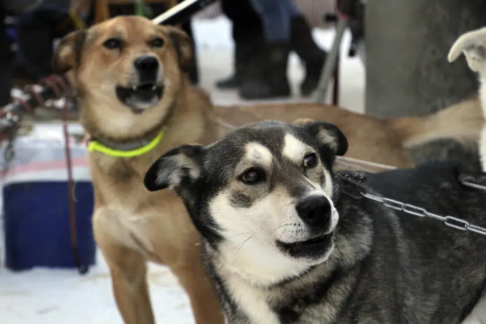 Iditarod Trail Sled Dog Race in Alaska