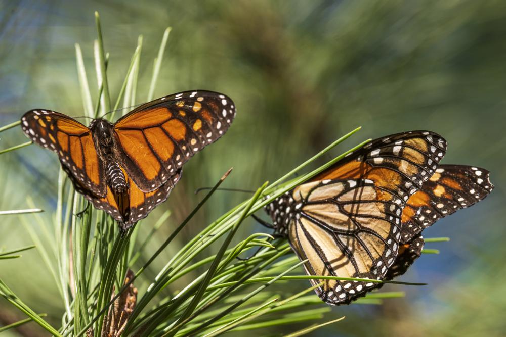 Beloved monarch butterflies now listed as endangered