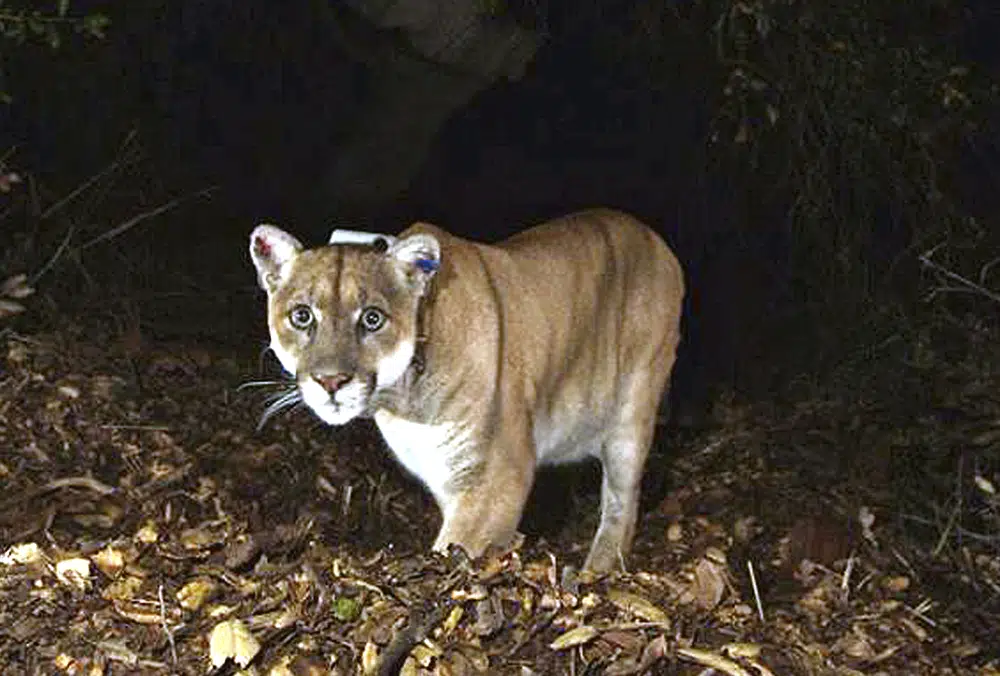 California’s famed mountain lion buried