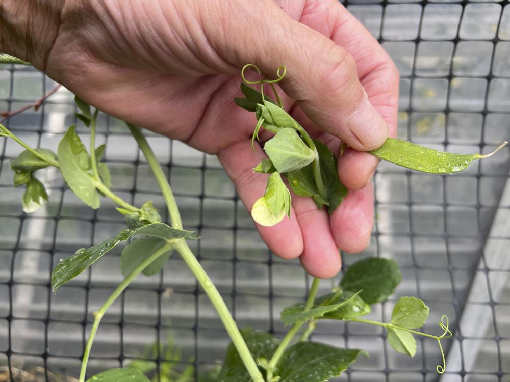 Start harvesting your garden veggies now, and keep it going