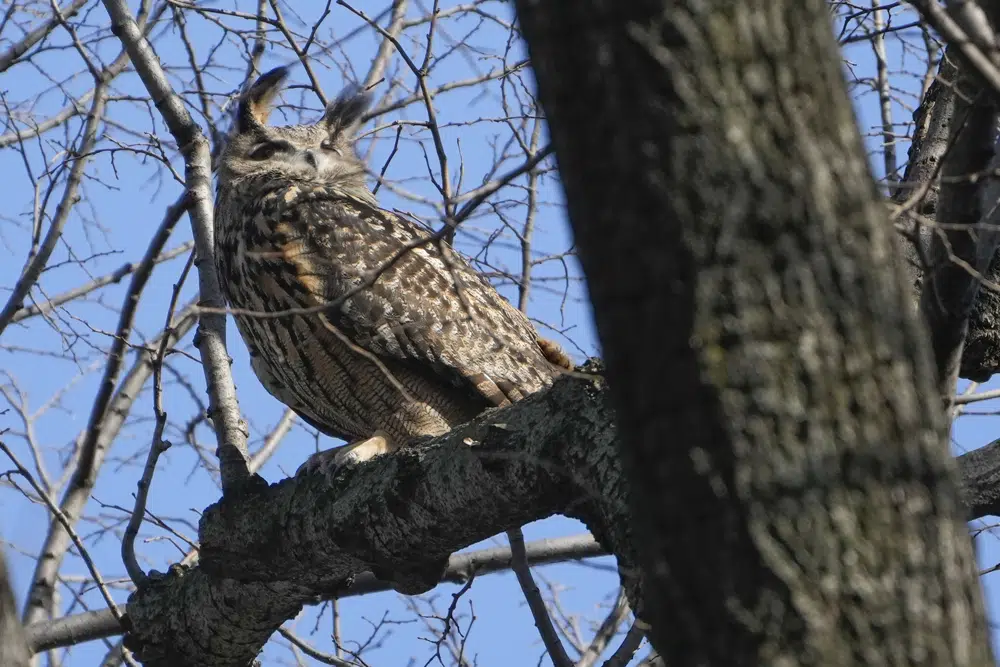 Flaco runaway-zoo owl in the wilds