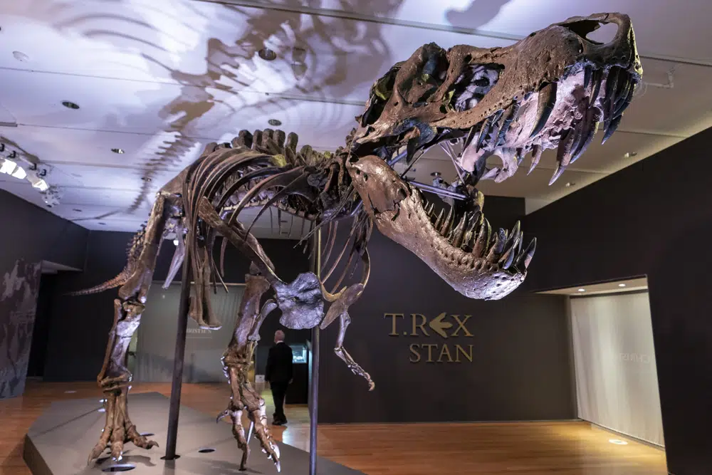 Has T. rex lost its bite?