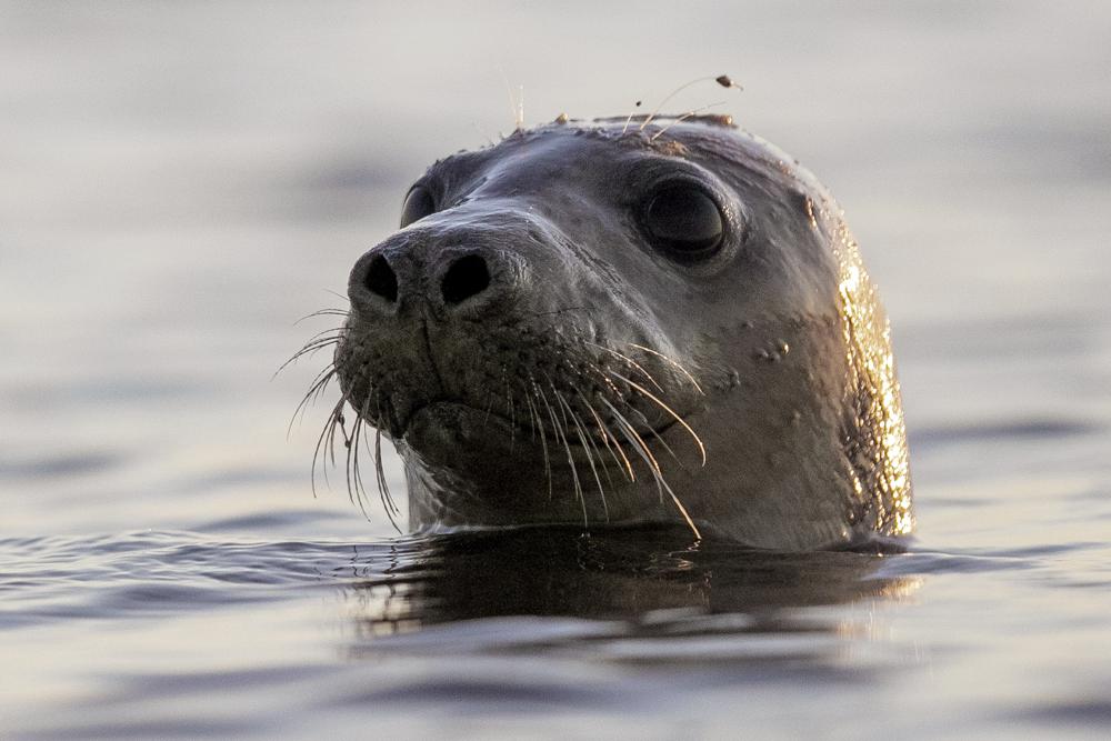 Facial recognition can help conserve seals