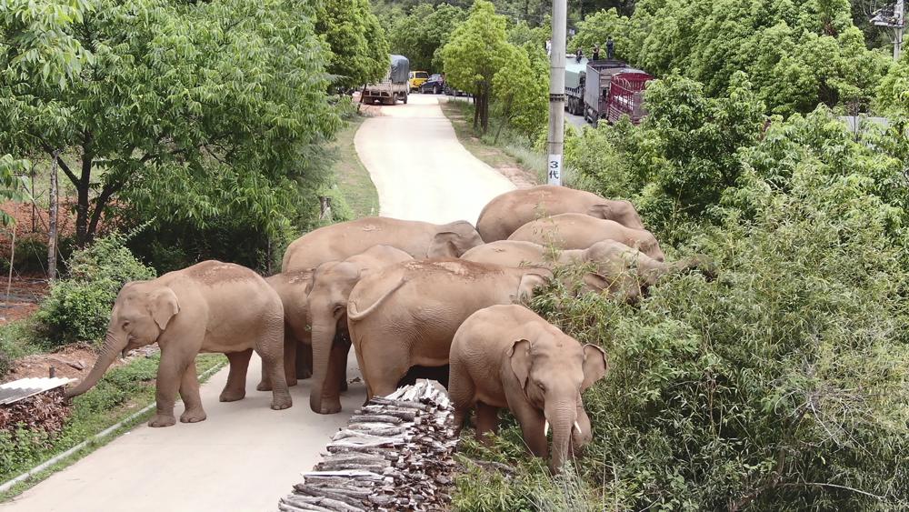 Electric siren connected to protect from wild elephants