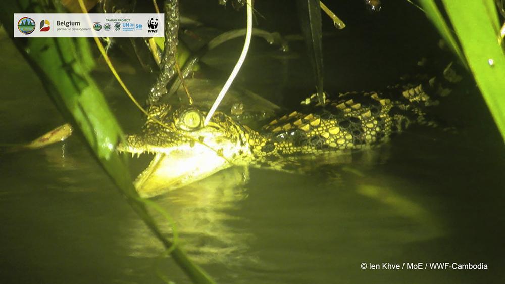 Hatchlings of endangered crocodile species found in Cambodia