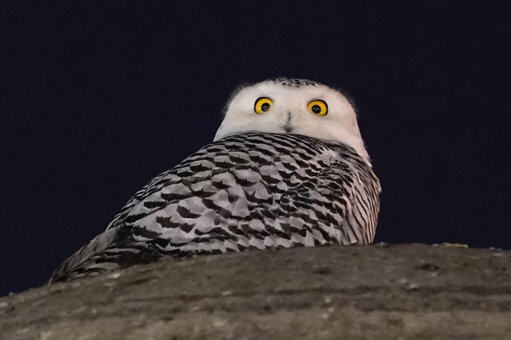 Rare snowy owl soars over Washington