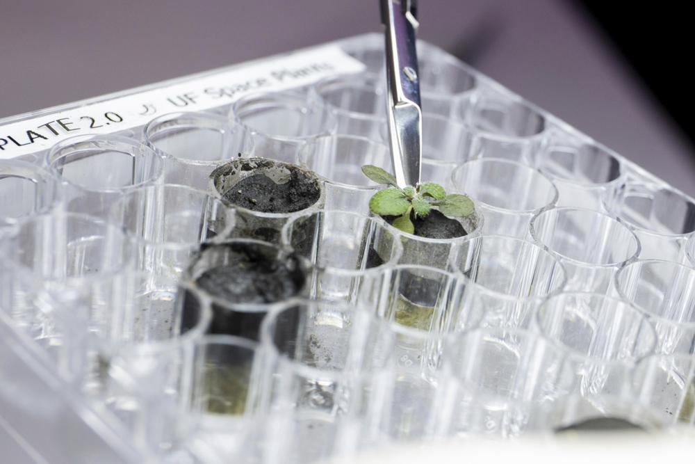 Scientists grow plants in lunar dirt, next stop moon