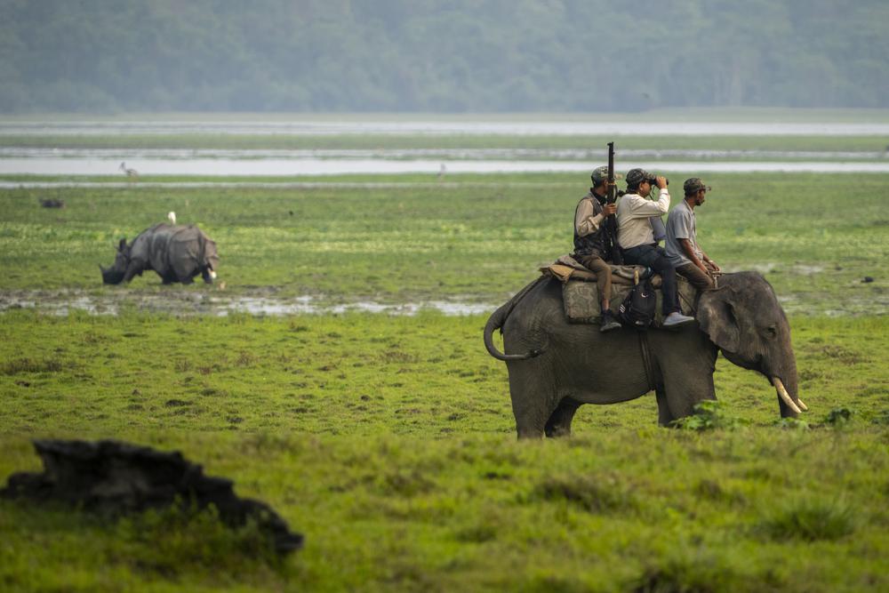 1-horned rhinos in Indian park saved by mud, guns