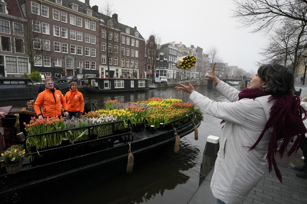 Tulips for Amsterdam: Growers hand out free flowers