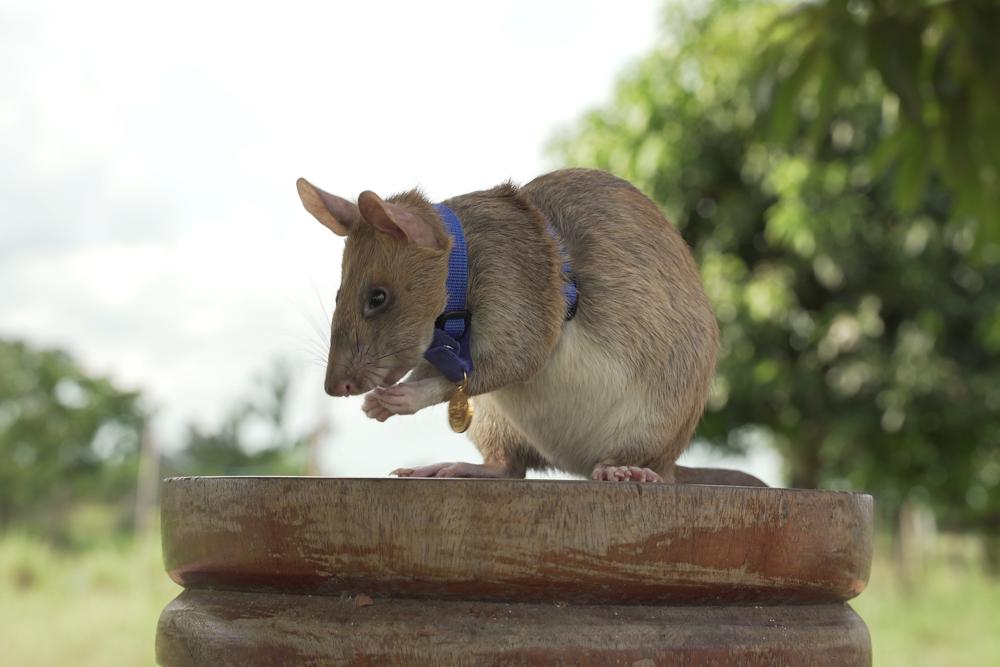 Rat who detected land mines dies in retirement