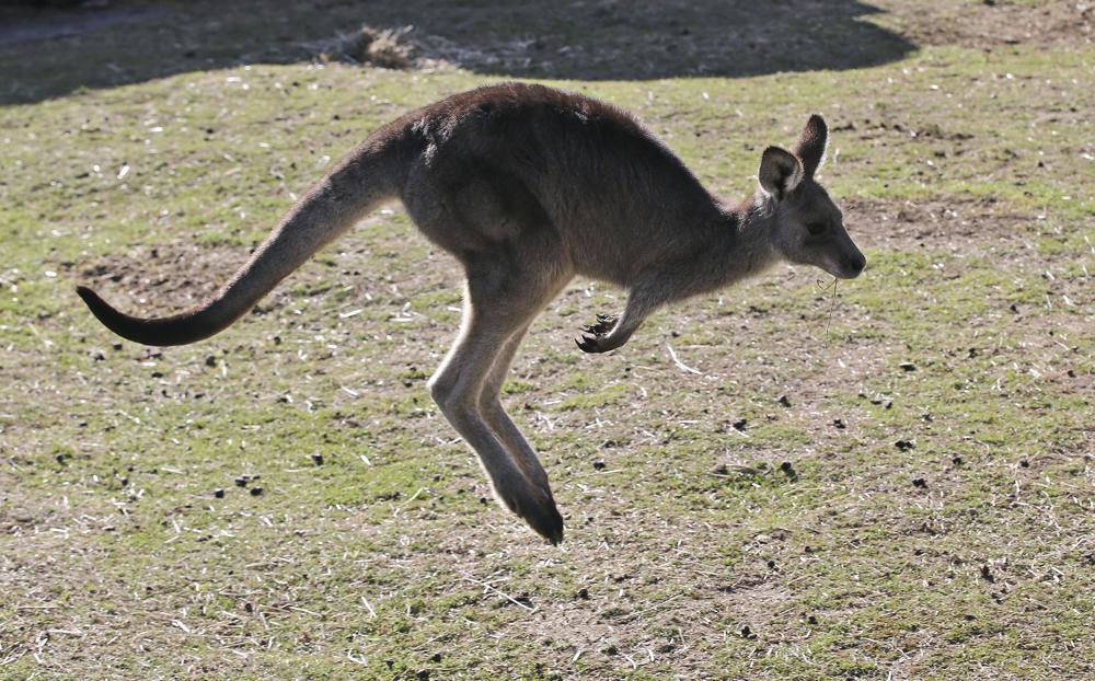 Australian man killed by his kangaroo pet