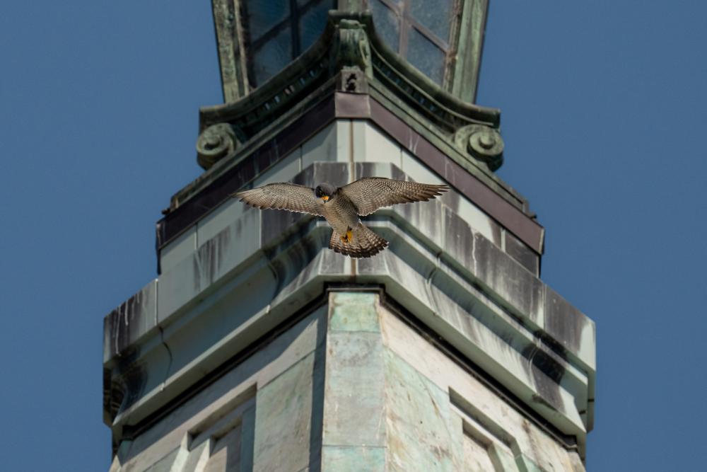 Berkeley peregrine falcon finds partner