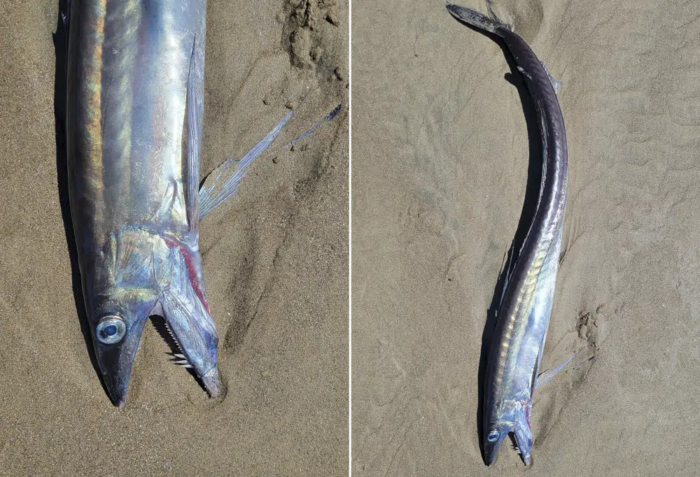 ‘Freaky-looking’ fanged fishes found