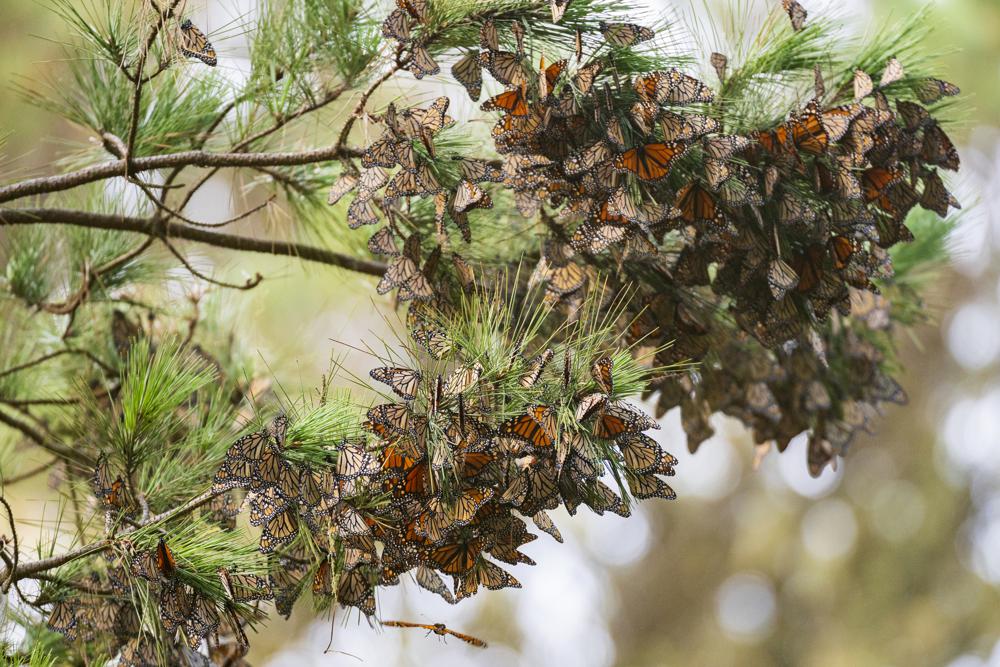 After record low, monarch butterflies return to California