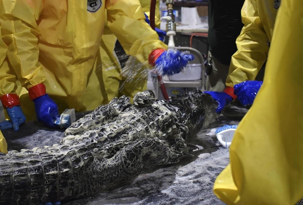 Gators get a scrubbing, teeth cleaned