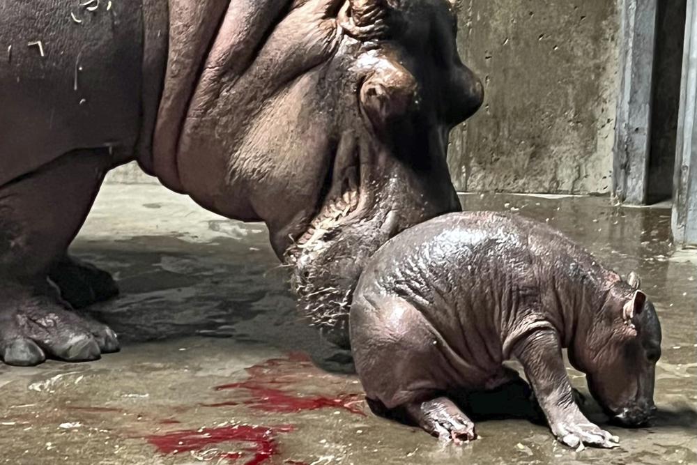 Cincinnati Zoo names new baby hippo Fritz