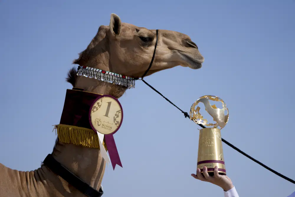 Camel pageant: World Cup’s sidelines attractions