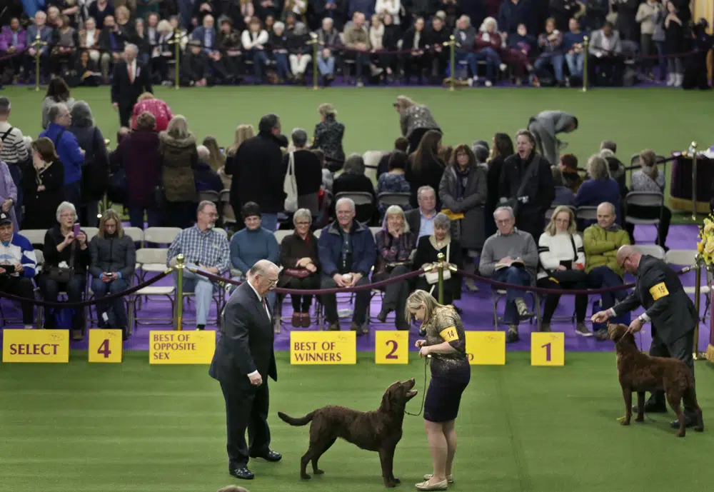 Dog Show 101: Westminster Kennel Club