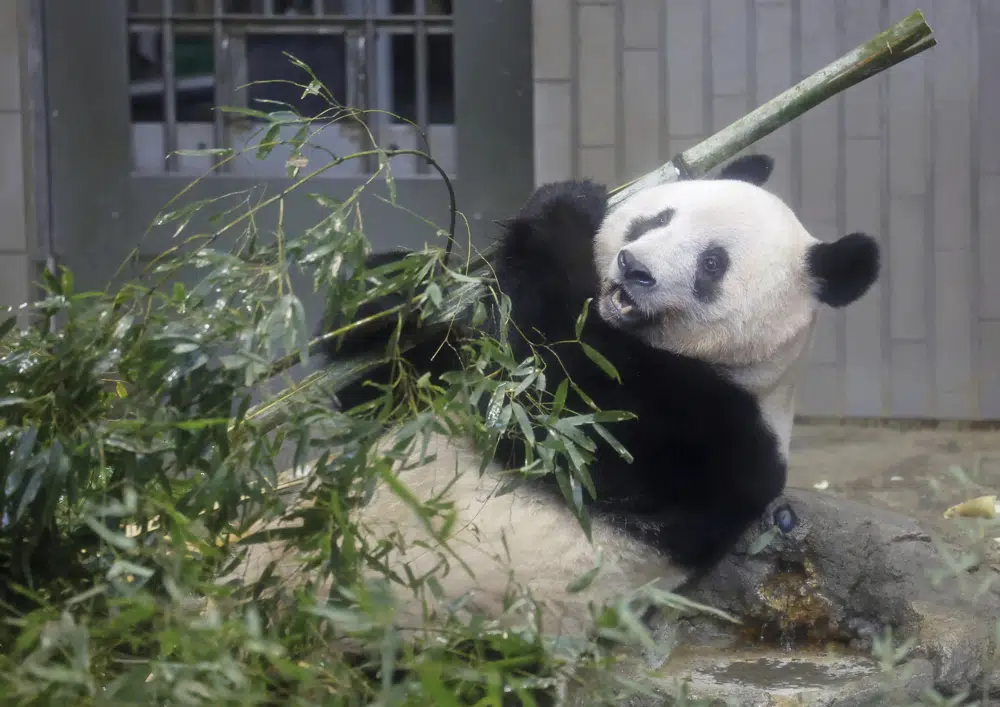 Japanese beloved panda return to China