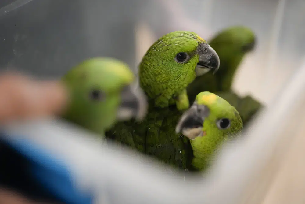 Bag with smuggled parrot eggs in airport