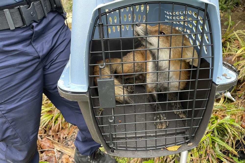 Fox bites man, putting Capitol Hill on high alert