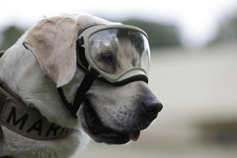 Famous Mexican search & rescue dog Frida dies