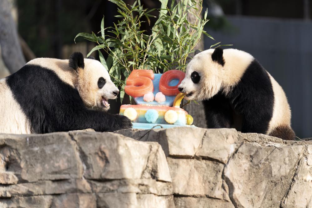 Pandas devour ice cake to celebrate 50 years