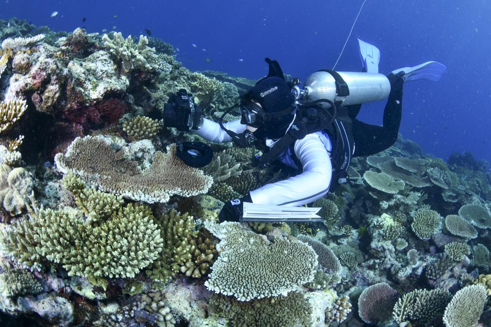 Most Great Barrier Reef coral studied this year