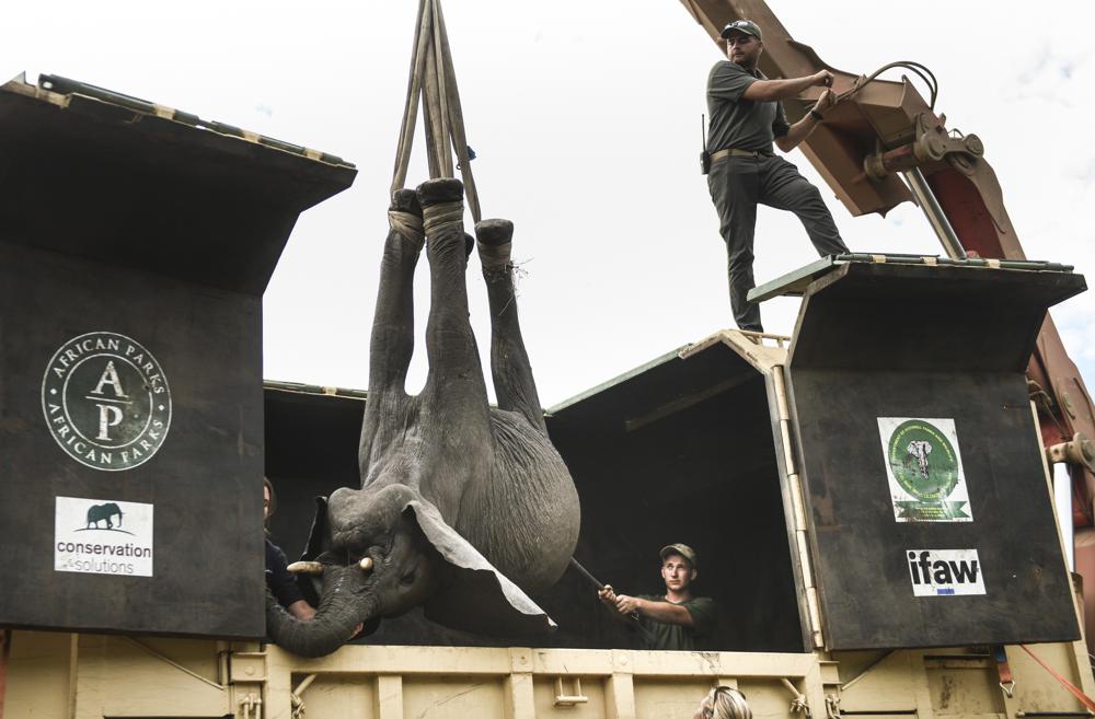 Malawi moves elephants from overcrowded park