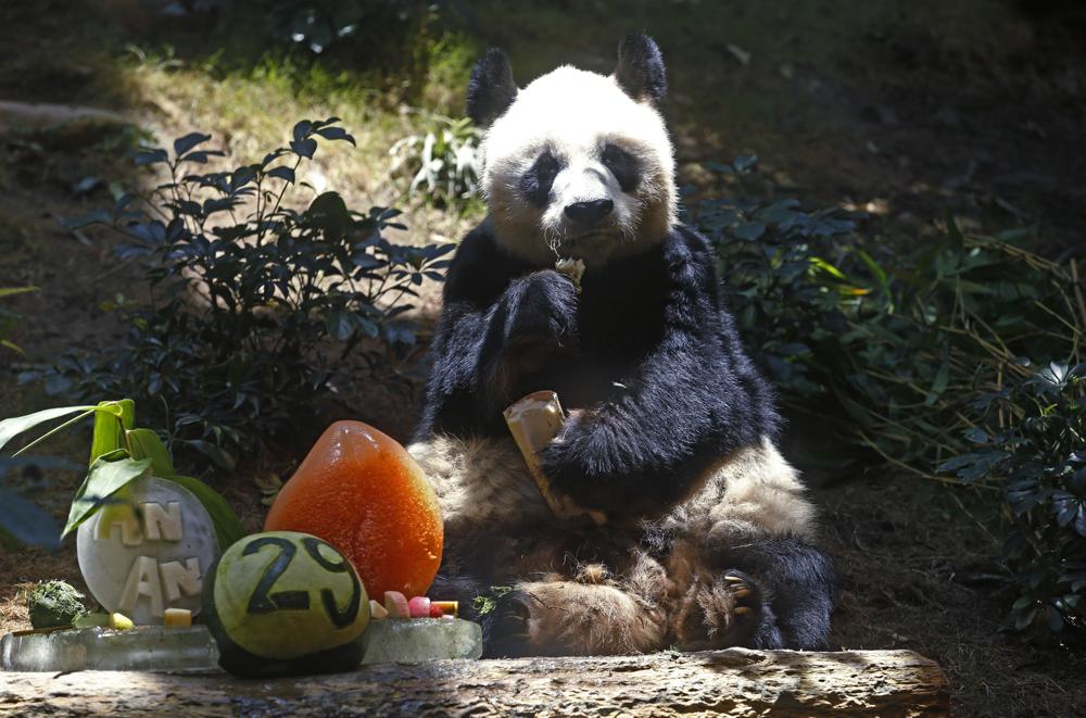 World’s oldest male giant panda dies at age 35