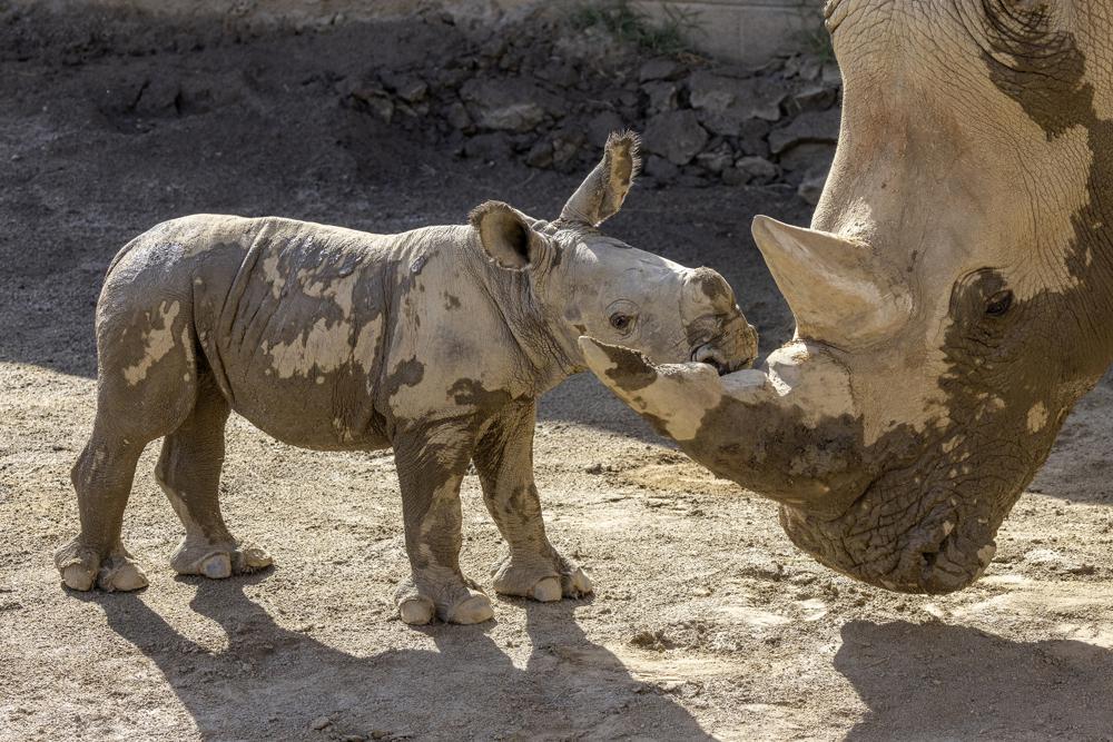 Male white rhino born at San Diego Zoo