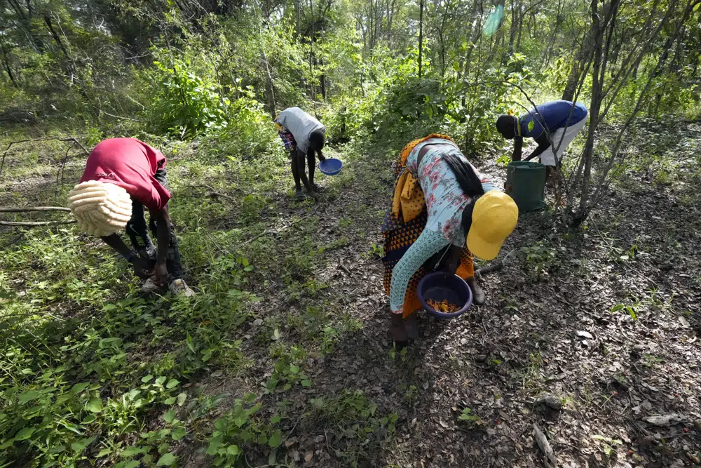 Zimbabwe: Women forage for wild mushrooms